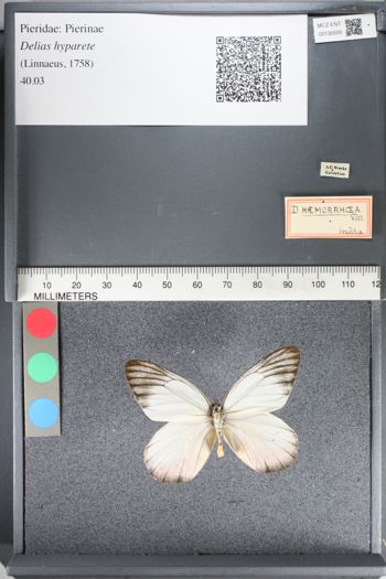 Media type: image;   Entomology 130500